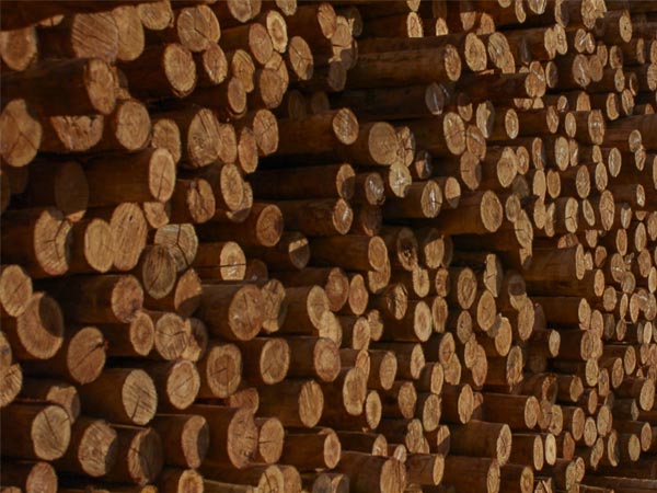 Eucalipto Tratado Duvidas Frequentes Blog Do Armazem Do Eucalipto